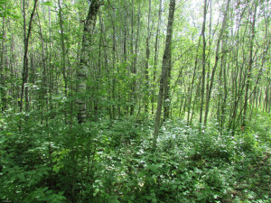 Photo for 38th Ave Avenue, Baudette, MN 56623 - Listing #5630800 38th Ave Avenue, Baudette, MN 56623