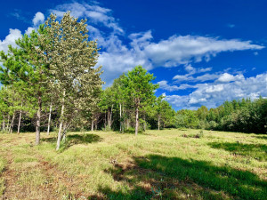 Photo for TBD Pine Ridge Lane NW, Baudette, MN 56623 - Listing #5587344 TBD Pine Ridge Lane NW, Baudette, MN 56623