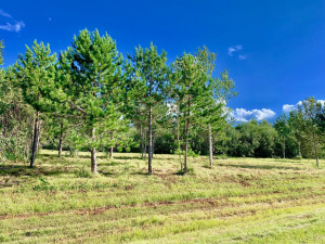 Photo for TBD Pine Ridge Lane NW, Baudette, MN 56623 - Listing #5587344 TBD Pine Ridge Lane NW, Baudette, MN 56623