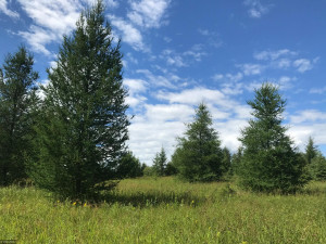 Photo for XX US Hwy 53, Ray, MN 56649 - Listing #5622121 XX US Hwy 53, Ray, MN 56649