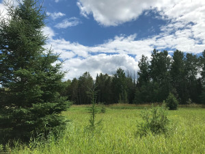 Photo for XX US Hwy 53, Ray, MN 56649 - Listing #5622121 XX US Hwy 53, Ray, MN 56649