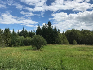 Photo for XX US Hwy 53, Ray, MN 56649 - Listing #5622121 XX US Hwy 53, Ray, MN 56649