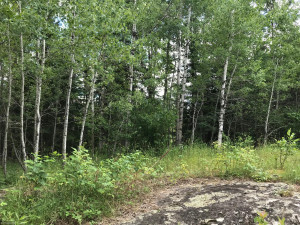 Photo for XX US Hwy 53, Ray, MN 56649 - Listing #5622121 XX US Hwy 53, Ray, MN 56649