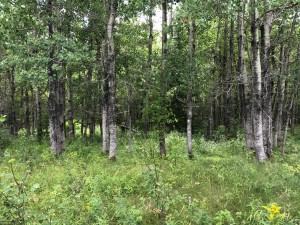 Photo for XX US Hwy 53, Ray, MN 56649 - Listing #5622121 XX US Hwy 53, Ray, MN 56649