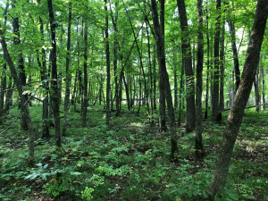 Photo for TBD Stump Lake Road NE, Bemidji, MN 56601 - Listing #5649158 TBD Stump Lake Road NE, Bemidji, MN 56601