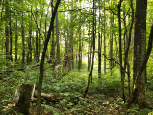 Photo for TBD Stump Lake Road NE, Bemidji, MN 56601 - Listing #5649158 TBD Stump Lake Road NE, Bemidji, MN 56601
