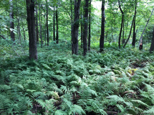 Photo for TBD Stump Lake Road NE, Bemidji, MN 56601 - Listing #5649158 TBD Stump Lake Road NE, Bemidji, MN 56601