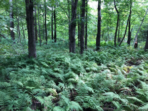 Photo for TBD Stump Lake Road NE, Bemidji, MN 56601 - Listing #5649158 TBD Stump Lake Road NE, Bemidji, MN 56601