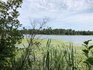 Photo for TBD Stump Lake Road NE, Bemidji, MN 56601 - Listing #5649158 TBD Stump Lake Road NE, Bemidji, MN 56601