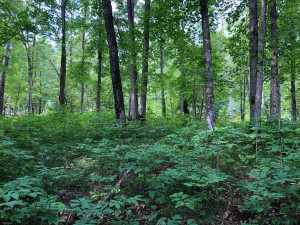Photo for TBD Stump Lake Road NE, Bemidji, MN 56601 - Listing #5649158 TBD Stump Lake Road NE, Bemidji, MN 56601