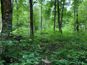 Photo for TBD Stump Lake Road NE, Bemidji, MN 56601 - Listing #5649158 TBD Stump Lake Road NE, Bemidji, MN 56601