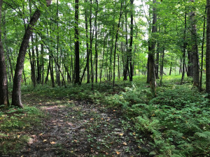 Photo for TBD Stump Lake Road NE, Bemidji, MN 56601 - Listing #5649158 TBD Stump Lake Road NE, Bemidji, MN 56601