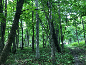 Photo for TBD Stump Lake Road NE, Bemidji, MN 56601 - Listing #5649158 TBD Stump Lake Road NE, Bemidji, MN 56601