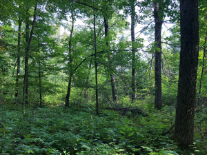Photo for TBD Stump Lake Road NE, Bemidji, MN 56601 - Listing #5649158 TBD Stump Lake Road NE, Bemidji, MN 56601