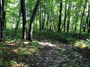 Photo for TBD Stump Lake Road NE, Bemidji, MN 56601 - Listing #5649158 TBD Stump Lake Road NE, Bemidji, MN 56601
