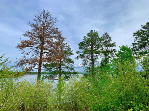 Photo for TBD Oak Island, Oak Island, MN 56741 - Listing #5592557 TBD Oak Island, Oak Island, MN 56741