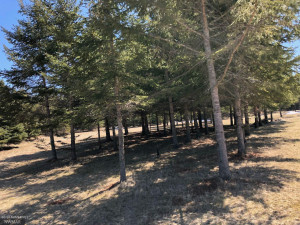 Photo for 24467 Alvwood Road NE, Blackduck, MN 56630 - Listing #5652802 24467 Alvwood Road NE, Blackduck, MN 56630