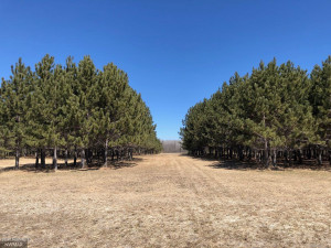 Photo for 24467 Alvwood Road NE, Blackduck, MN 56630 - Listing #5652802 24467 Alvwood Road NE, Blackduck, MN 56630