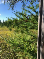 Photo for TBD County Road 6 NW, Baudette, MN 56623 - Listing #5637244 TBD County Road 6 NW, Baudette, MN 56623