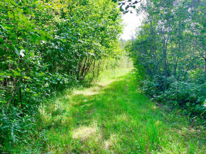 Photo for TBD County Road 6 NW, Baudette, MN 56623 - Listing #5637244 TBD County Road 6 NW, Baudette, MN 56623