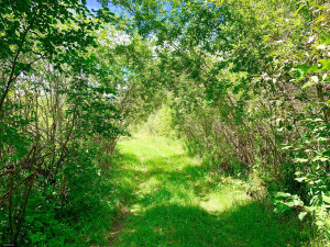 Photo for TBD County Road 6 NW, Baudette, MN 56623 - Listing #5637244 TBD County Road 6 NW, Baudette, MN 56623