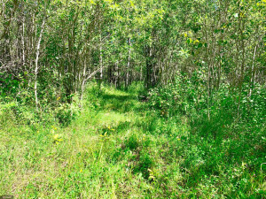 Photo for TBD County Road 6 NW, Baudette, MN 56623 - Listing #5637244 TBD County Road 6 NW, Baudette, MN 56623