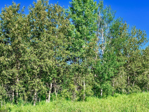 Photo for TBD County Road 6 NW, Baudette, MN 56623 - Listing #5637244 TBD County Road 6 NW, Baudette, MN 56623