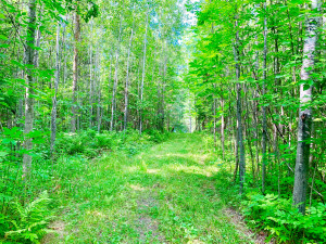 Photo for Tract F UT Road 140, Birchdale, MN 56629 - Listing #5629893 Tract F UT Road 140, Birchdale, MN 56629
