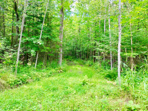 Photo for Tract E UT Road 140, Birchdale, MN 56629 - Listing #5629891 Tract E UT Road 140, Birchdale, MN 56629