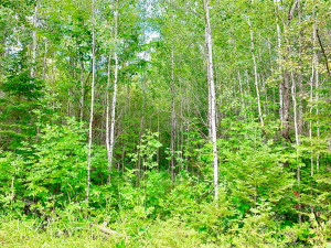 Photo for Tract D UT Road 140, Birchdale, MN 56629 - Listing #5629887 Tract D UT Road 140, Birchdale, MN 56629