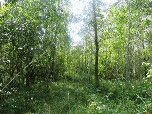 Photo for 29931 Todroff Road NW, Grygla, MN 56727 - Listing #5655884 29931 Todroff Road NW, Grygla, MN 56727