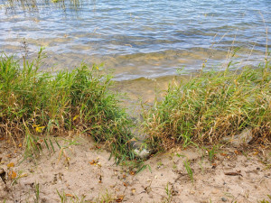 Photo for TBD Pickerel Rd, Laporte, MN 56461 - Listing #5662149 TBD Pickerel Rd, Laporte, MN 56461