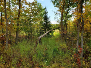 Photo for TBD Pickerel Rd, Laporte, MN 56461 - Listing #5662149 TBD Pickerel Rd, Laporte, MN 56461