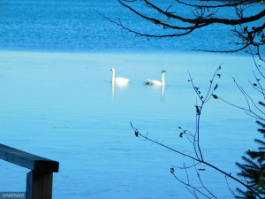 Photo for 27155 County 33, Nevis, MN 56467 - Listing #5681655 Pair of swans graced us with their presence on picture day!