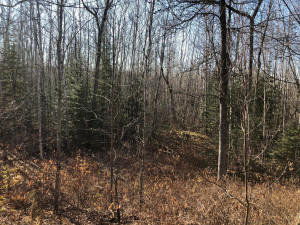 Photo for 7665 Highway 65, Littlefork, MN 56653 - Listing #5683666 7665 Highway 65, Littlefork, MN 56653