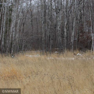 Photo for 3289 21st Avenue SW, Baudette, MN 56623 - Listing #5689020 3289 21st Avenue SW, Baudette, MN 56623