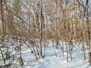 Photo for TBD W Mayberry Drive, Cass Lake, MN 56633 - Listing #5700068 TBD W Mayberry Drive, Cass Lake, MN 56633