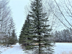 Photo for 17798 142nd Avenue NE, Thief River Falls, MN 56701 - Listing #5700351 17798 142nd Avenue NE, Thief River Falls, MN 56701