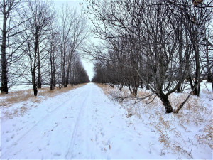 Photo for 17798 142nd Avenue NE, Thief River Falls, MN 56701 - Listing #5700351 17798 142nd Avenue NE, Thief River Falls, MN 56701
