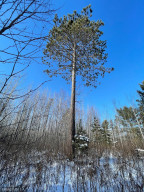 Photo for XXX Scenic Hwy 7, Bigfork, MN 56628 - Listing #5706513 XXX Scenic Hwy 7, Bigfork, MN 56628