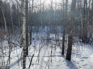 Photo for XXX Scenic Hwy 7, Bigfork, MN 56628 - Listing #5706513 XXX Scenic Hwy 7, Bigfork, MN 56628