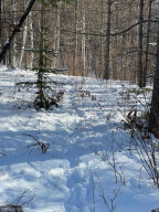 Photo for XXX Scenic Hwy 7, Bigfork, MN 56628 - Listing #5706513 XXX Scenic Hwy 7, Bigfork, MN 56628