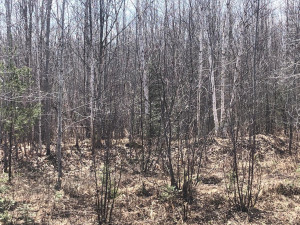 Photo for 1 Brothers Loop Rd, Solon Springs, WI 54873 - Listing #5736479 1 Brothers Loop Rd, Solon Springs, WI 54873