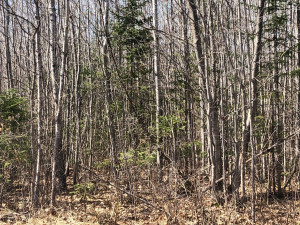 Photo for 15 Brothers Loop Rd, Solon Springs, WI 54873 - Listing #5736548 15 Brothers Loop Rd, Solon Springs, WI 54873