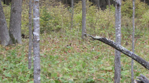 Photo for Lot 1 Blk Falling Leaf Trail, Park Rapids, MN 56470 - Listing #4554250 Lot 1 Blk Falling Leaf Trail, Park Rapids, MN 56470