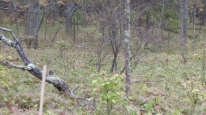 Photo for Lot 1 Blk Falling Leaf Trail, Park Rapids, MN 56470 - Listing #4554250 Lot 1 Blk Falling Leaf Trail, Park Rapids, MN 56470