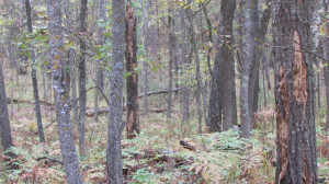 Photo for Lot 5 Blk Falling Leaf Trail, Park Rapids, MN 56470 - Listing #4554257 Lot 5 Blk Falling Leaf Trail, Park Rapids, MN 56470