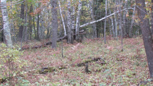 Photo for Lot 5 Blk Falling Leaf Trail, Park Rapids, MN 56470 - Listing #4554257 Lot 5 Blk Falling Leaf Trail, Park Rapids, MN 56470