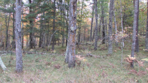 Photo for Lot 9 Blk Falling Leaf Trail, Park Rapids, MN 56470 - Listing #4554268 Lot 9 Blk Falling Leaf Trail, Park Rapids, MN 56470