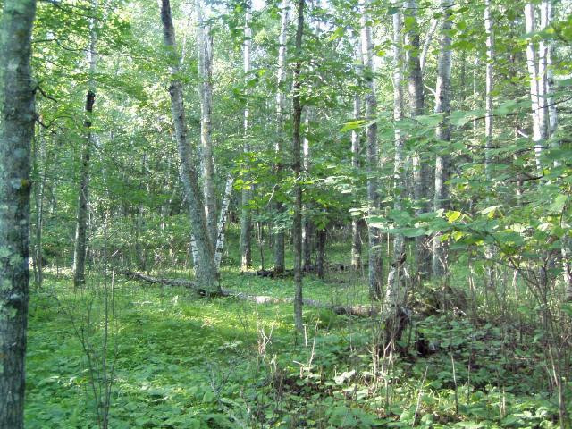 Photo for Lot 9 Blk Falling Leaf Trail, Park Rapids, MN 56470 - Listing #4554268 Lot 9 Blk Falling Leaf Trail, Park Rapids, MN 56470